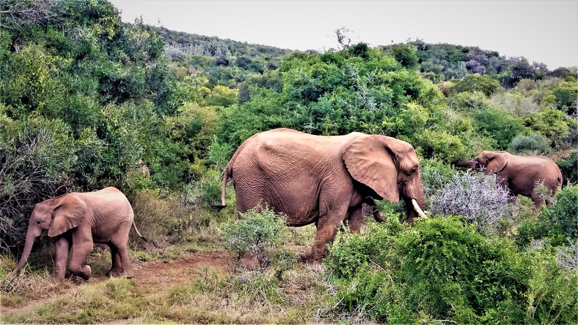 Adult and baby elephants grazing in Kariega Game Reserve